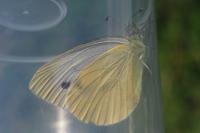 Pieris napi