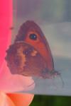 Pyronia tithonus