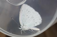 Celastrina argiolus