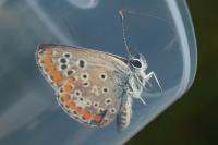 Aricia agestis