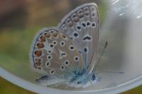 Polyommatus icarus