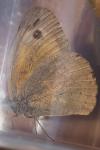 Maniola jurtina
