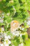 Coenonympha pamphilus