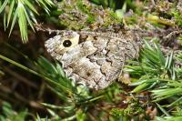 Hipparchia semele