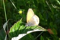 Coenonympha arcania
