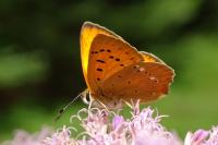Lycaena virgaureae