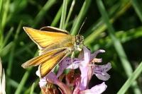 Thymelicus sylvestris