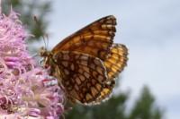 Melitaea athalia