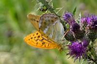 Argynnis paphia