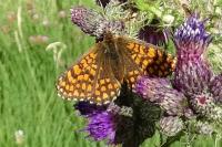 Melitaea athalia / Melitaea celadussa