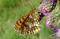 Melitaea athalia / Melitaea celadussa