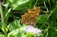 Polygonia c-album
