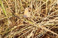 Coenonympha dorus