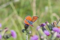 Lycaena alciphron