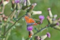 Lycaena alciphron