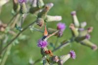 Lycaena alciphron
