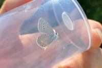 Polyommatus icarus