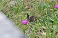 Satyrus ferula