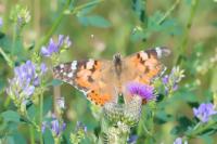 Vanessa cardui