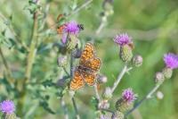 Melitaea parthenoides