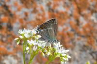 Satyrium spini