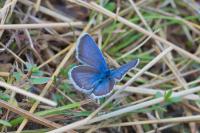 Plebejus argus