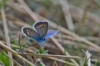 Plebejus argus
