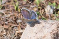 Plebejus argus