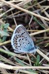 Plebejus argus