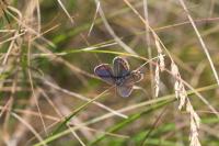 Plebejus idas