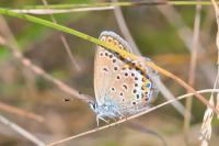 Plebejus idas