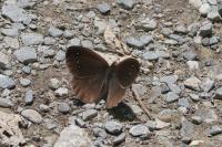 Satyrus ferula