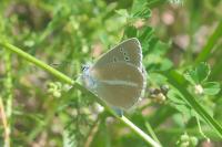 Polyommatus damon