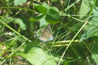Polyommatus damon