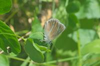 Polyommatus damon