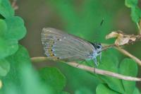 Laeosopis roboris