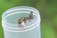 Limenitis reducta