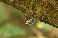 Brintesia circe