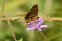 Boloria dia