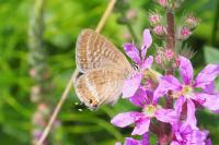 Lampides boeticus