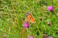 Vanessa cardui