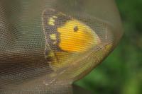 Colias crocea
