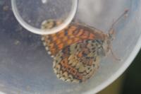 Melitaea cinxia