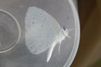 Celastrina argiolus