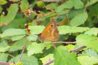 Pyronia tithonus