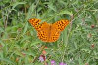 Argynnis paphia