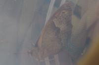 Maniola jurtina