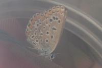 Polyommatus icarus