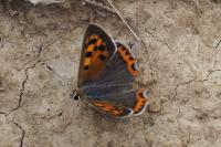 Lycaena phlaeas