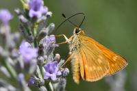 Ochlodes sylvanus